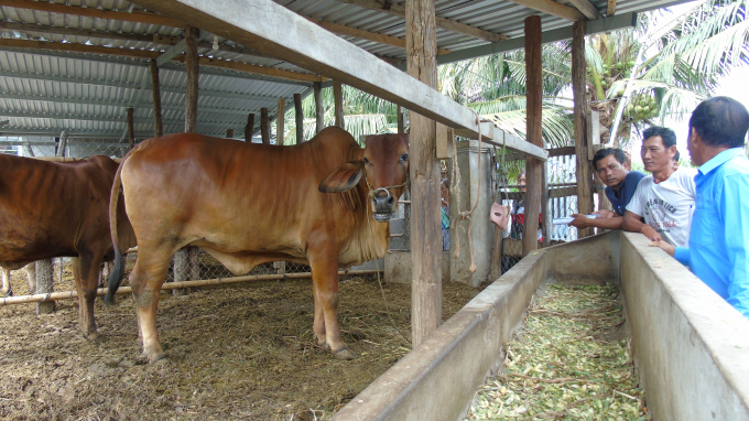 Tham quan đầu chuồng dự án chăn nuôi bò sinh sản.