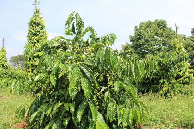 Vườn cà phê tái canh cho năng suất cao của HTX Dịch vụ nông nghiệp Công Bằng EakMat – Hòa Đông. Ảnh: Tuấn Anh.