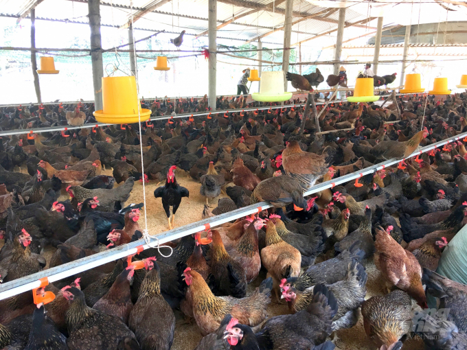 Mô hình nuôi gà an toàn sinh học mang lại hiệu quả kinh tế cao. Ảnh: Vũ Đình Thung.
