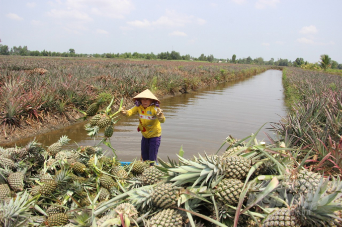 Huyện Vị Thủy phấn đấu đến năm 2025 thu nhập bình quân đầu người đạt 80 triệu đồng/người/năm. Ảnh: Trọng Linh.