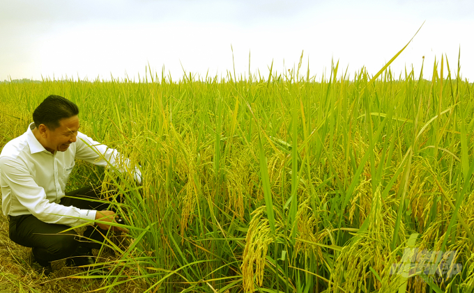 Lúa hữu cơ trên cánh đồng huyện Gio Linh. Ảnh: Tâm Phùng.
