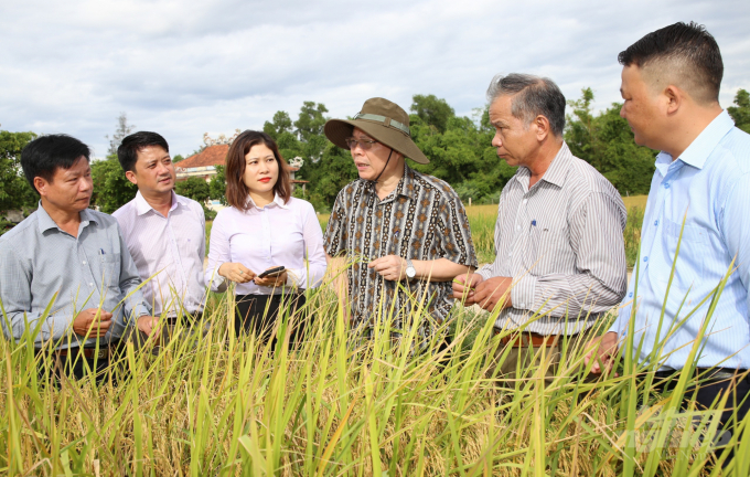 Cơ quan chức năng thăm mô hình lúa hữu cơ trên cánh đồng huyện Gio Linh. Ảnh: Tâm Phùng.