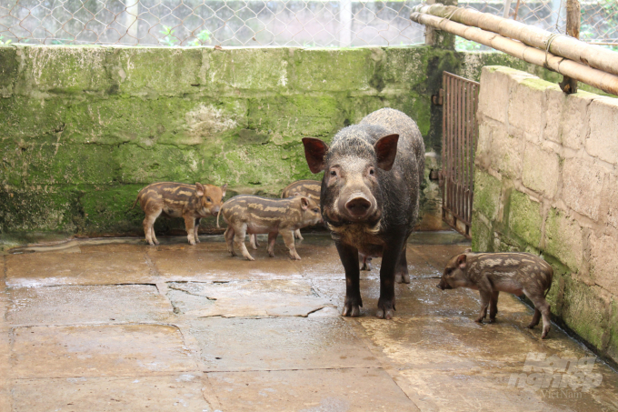 So với lợn trắng truyền thống, nuôi lợn rừng hiệu quả kinh tế cao gấp 2 - 3 lần. Ảnh: Mai Chiến.