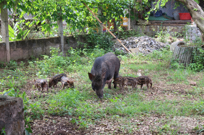 Nợn rừng nuôi theo kiểu bán hoang dã, có sân chơi, có chuồng tránh mưa, nắng. Ảnh: Mai Chiến.