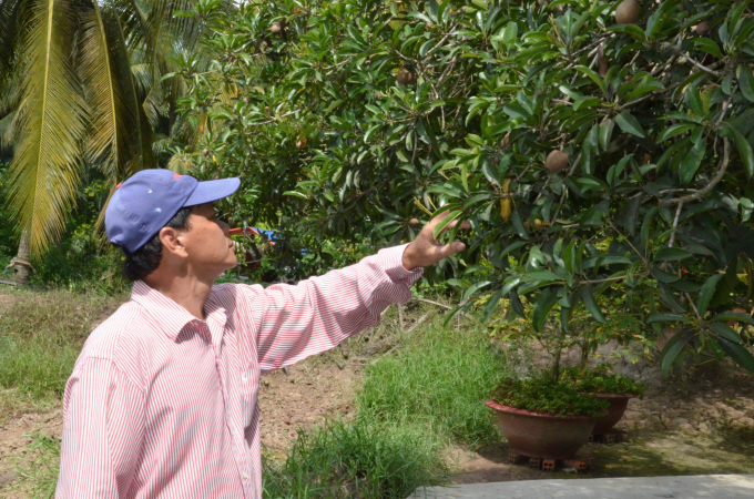 Cây sa pô là một trong những loại cây ăn quả chịu được mặn tốt nên người dân quan tâm chuyển đổi. Ảnh: Minh Đảm.