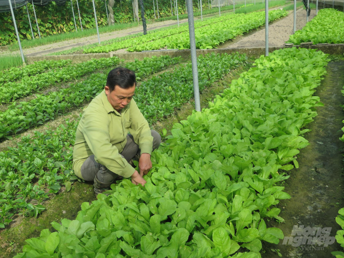 Quy trình sản xuất mới mang lại hiệu quả cao cho người làm rau xã Bình Thuận. Ảnh: Đồng Văn Thưởng.