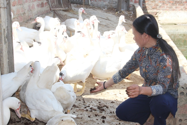 Ngoài nuôi giun quế, chị Thái còn kết hợp nuôi ngan, gà để tăng thêm thu nhập.