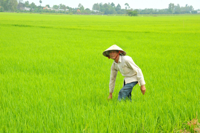 Vụ lúa TĐ hầu hết các địa phương có điều kiện về sản xuất lúa đều phấn đấu thực hiện đạt và vượt kế hoạch đề ra. Ảnh: Lê Hoàng Vũ.