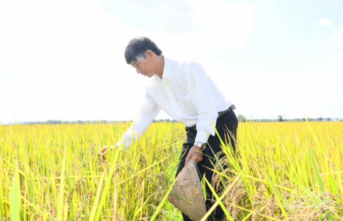 Ông Nguyễn Văn Khôn đánh giá lúa ít bị đổ ngã. Ảnh: Minh Đảm.