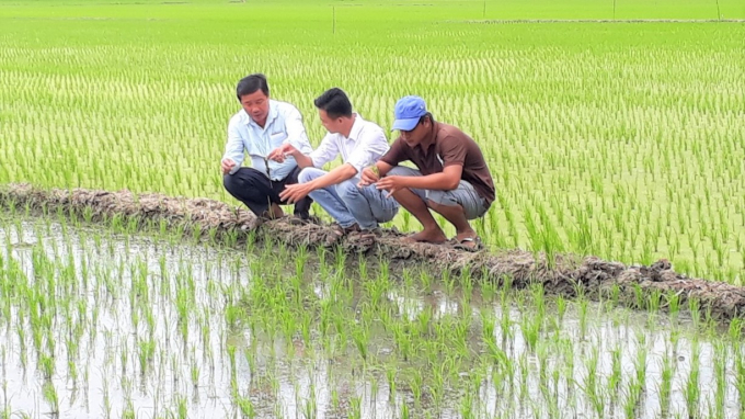 Giám đốc HTX Nông nghiệp Mỹ Quới Nguyễn Văn Nguyền (bìa trái) cùng nông dân ra thăm ruộng lúa được cấy bằng máy '3 trong 1', giúp giải phóng sức lao động, hạ giá thành sản xuất. Ảnh: Trung Chánh.
