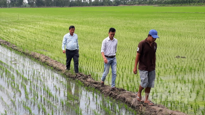 Giám đốc HTX nông nghiệp Mỹ Quới Nguyễn Văn Nguyền (đi sau) cùng nông dân ra thăm ruộng lúa được cấy bằng máy '3 trong 1', giúp giải phóng sức lao động, hạ giá thành sản xuất. Ảnh: Trung Chánh.
