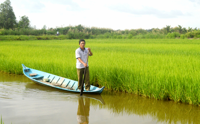 Nhiều năm qua nông dân canh tác lúa – tôm ở huyện An Biên - Kiên Giang sử dụng phân bón Đầu Trâu Lúa tôm đem lại hiệu quả. Ảnh: Trung Chánh.