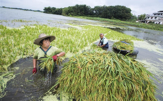 Nông dân Trung Quốc gặt lúa. Ảnh: Xinhua.