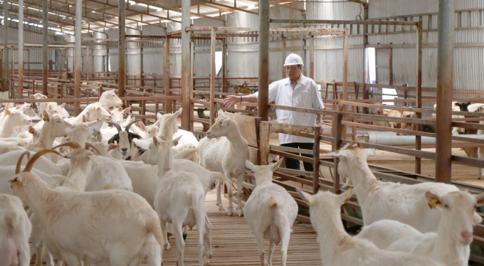 Trang trại dê Măng Đen đã tạo ra cú hích phát triển kinh tế cho tỉnh Kon Tum. Ảnh: Tuấn Anh.