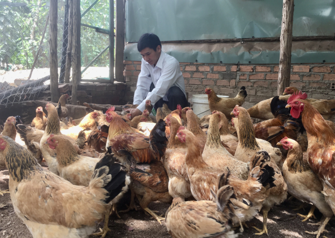 Trang trại gà Hoàng Bách ứng dụng công nghệ cao với phương pháp nuôi gà bằng dược liệu. Ảnh: Tuấn Anh.