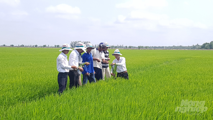 Tỉnh Bạc Liêu, đang có 15 doanh nghiệp tham gia liên kết sản xuất tiêu thụ lúa gạo theo chuỗi giá trị. Ảnh: Trọng Linh.