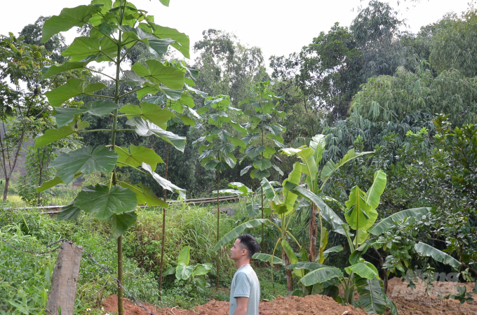 4 cây tếch lai 2 năm tuổi trong vườn nhà ông Lực. Ảnh: Dương Đình Tường.