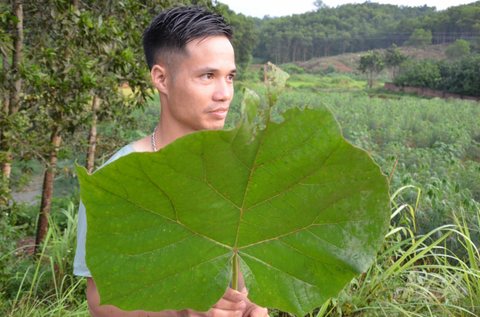 Hòa Bình trồng thử nghiệm cây Paulownia cây hông  baotintucvn