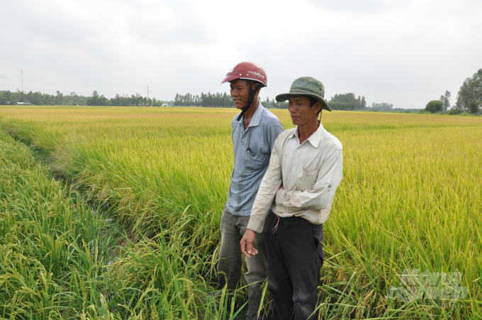 Nông dân ở thị xã Ngã Năm, tỉnh Sóc Trăng quen chọn giống lúa ST. Ảnh: Hữu Đức.