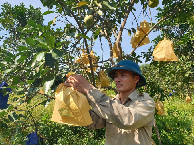 Hàng chục nghìn ha cây ăn quả có múi ở Hà Tĩnh đã được cứu sống nhờ cơn mưa 'vàng' từ hôm qua đến trưa hôm nay (1 - 2/8). Ảnh: Thanh Nga.