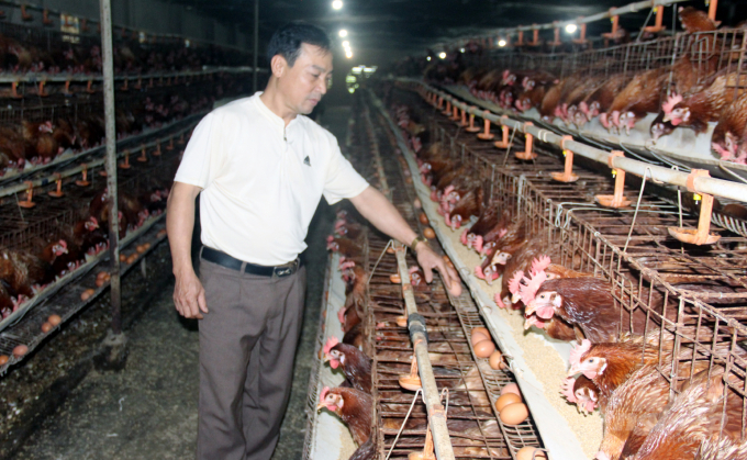 Nhờ liên kết chăn nuôi và đảm bảo an toàn sinh học, ông Nguyễn Tiến Hùng, xã Hoằng Đại, huyện Hoằng Hóa có kênh tiêu thụ gà, trứng gà ổn định, tăng hiệu quả kinh tế. Ảnh: Võ Dũng.