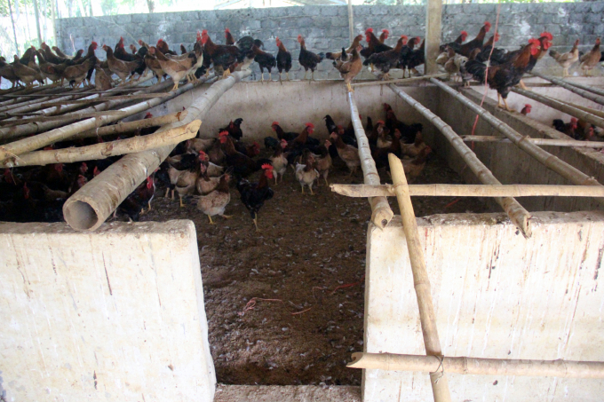 Sau dịch tả lợn châu Phi, nhiều hộ nuôi lợn đã cải tạo chuồng trại chuyển sang nuôi gà. Ảnh: Võ Dũng.