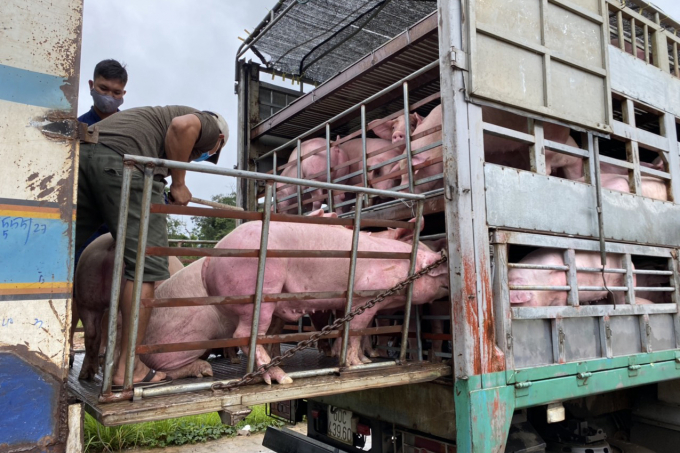 Lô lợn thứ 2 do Công ty Thùy Dương Phát nhập từ Thái Lan qua Cửa khẩu Bờ Y, Kon Tum. Ảnh: TDP.