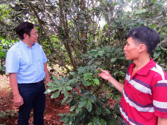 Tổng thư ký Hiệp hội Mắc ca Việt Nam, Huỳnh Ngọc Huy tin tưởng chương trình trồng mắc ca ở Việt Nam sẽ thành công. Ảnh: Văn Hùng.