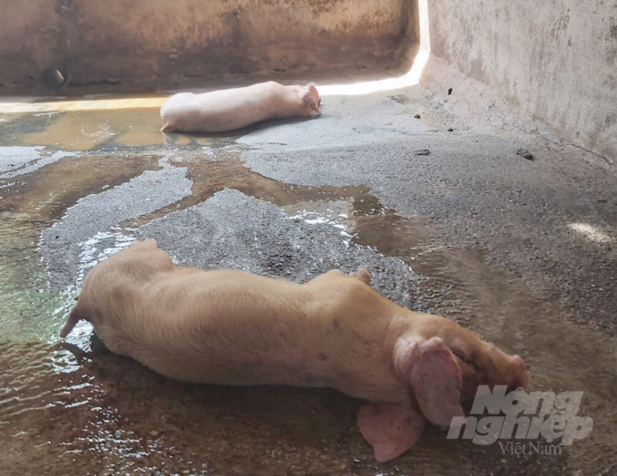 Ghi nhận tại các trang trại, tỷ lệ lợn chết tăng nhanh. 