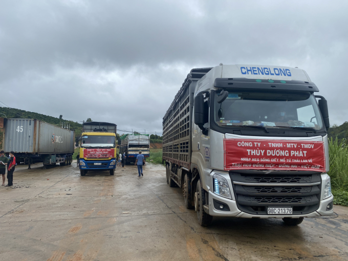 Xe chở lợn của Công ty Thùy Dương Phát chờ làm thủ tục tại Cửa khẩu quốc tế Bờ Y, Kon Tum. Ảnh: TDP.