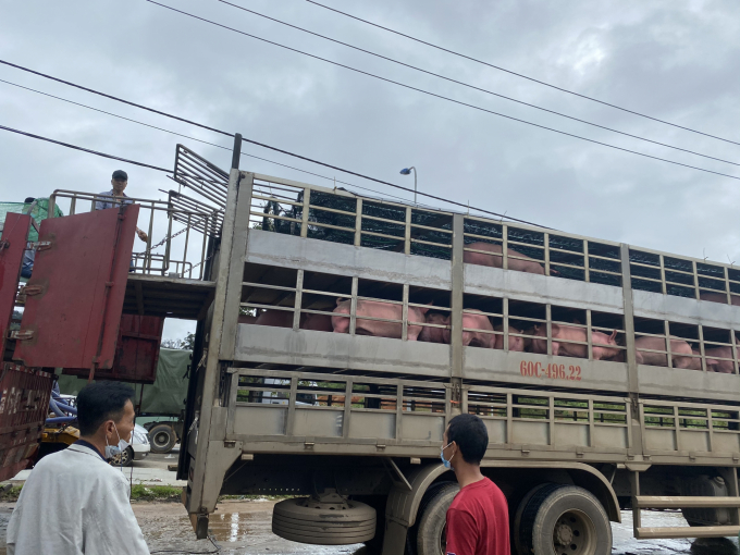 Lợn nhập từ Thái Lan được sang xe trước khi chuyển về cách ly tại tỉnh Đồng Na. Ảnh: TDP.