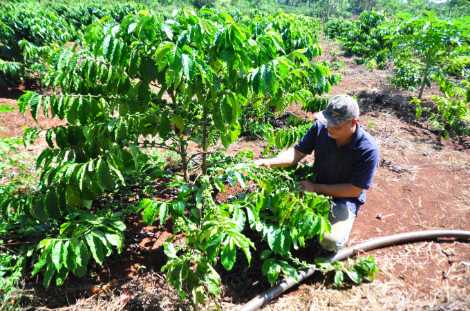 Sau 3 năm tái canh, vườn cà phê của gia đình ông Nguyễn Quang Triều (xã Đức Minh, huyện Đăk Mil, Đăk Nông) phát triển mạnh. Ảnh: M.H.