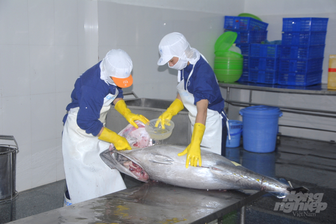 Nhân viên Công ty CP Thủy sản Bình Định chuẩn bị xuất cá ngừ đại dương nguyên con sang thị trường Nhật Bản. Ảnh: Vũ Đình Thung.
