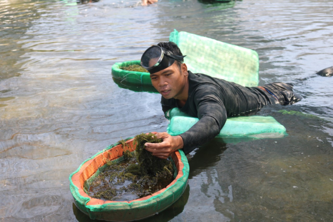 Cần có giải pháp phát triển bền vững nghề nuôi trồng rong biển  Báo Hải  Quân Việt Nam