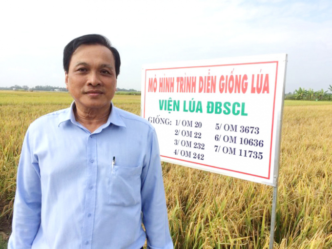 Ông Nguyễn Văn Hồng - Chủ tịch Hội đồng quản trị - Giám đốc Doseco đứng bên đồng ruộng trình diễn giống lúa chất lượng cao. Ảnh: Thanh Bình.