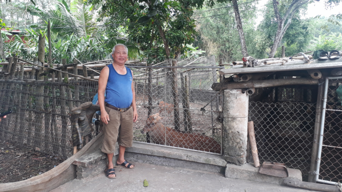 Ông Trọng hiện chỉ nuôi có 4 con hươu mang nhưng cũng đem về thu nhập ổn định 50 triệu đồng/năm cho gia đình. Ảnh: Kiều Hải.