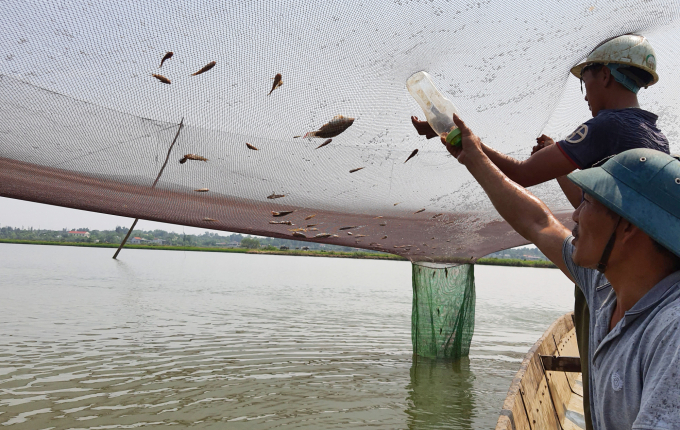 Dùng dụng cụ đánh tung cá trên lưới để dồn về đụt rớ. Ảnh: N.Tâm.