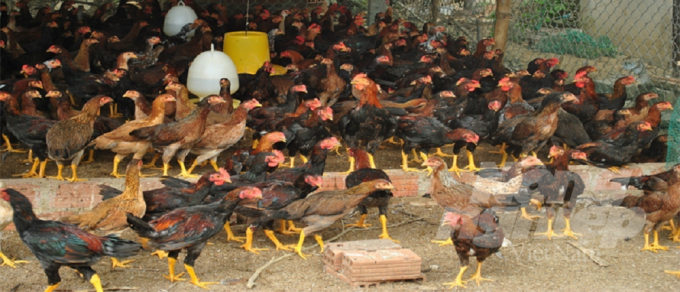 Tổng đàn gà ở Bình Định chiếm đa số là giống gà ta chất lượng cao. Ảnh: Vũ ĐìnhThung.