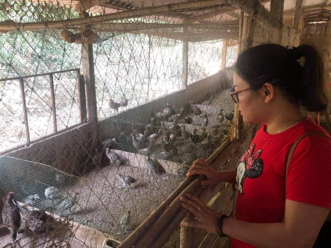 Trang trại nuôi chim trĩ và gà Quý Phi độc đáo ở Cần Thơ - Tin tức miền Tây