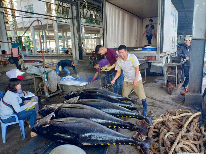Khai thác, chế biến, xuất khẩu cá ngừ đại dương là thế mạnh của Khánh Hòa. Ảnh: Kim Sơ.