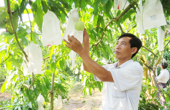 Nông dân Đồng Tháp áp dụng kỹ thuật trồng xoài rải vụ bán giá cao hơn từ 8.000 - 10.000 đồng/kg so xoài vào mùa thuận. Ảnh: Lê Hoàng Vũ.