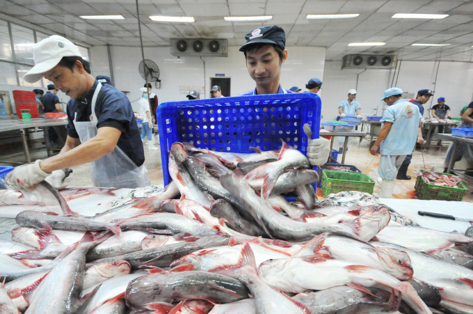 Hiện nay Cty CP Nam Việt bán cá tra ra phía Bắc với số lượng khá lớn, trung bình mỗi tháng từ 100 - 200 tấn theo đơn đặt hàng của DN. Ảnh: Lê Hoàng Vũ.