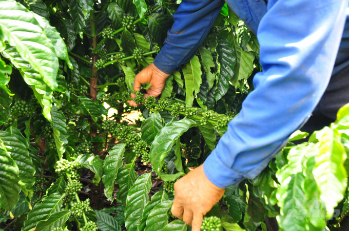 Sau 3 năm, vườn cà phê tái canh của người dân phát triển mạnh, cho trái nhiều. Ảnh: Minh Hậu.