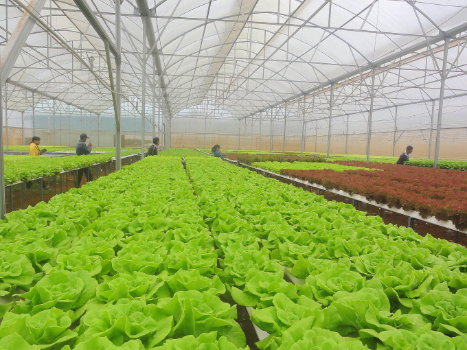 Sản xuất rau theo công nghệ cao ở Lâm Đồng.