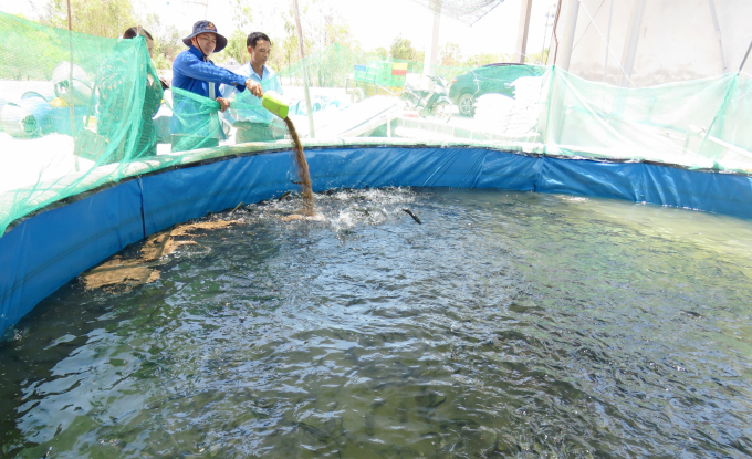 Mô hình nuôi cá lóc trong bể xi măng đầu tiên ở vùng cát mang lại hiệu quả cao hơn cho ngư dân. Ảnh: N. Tâm