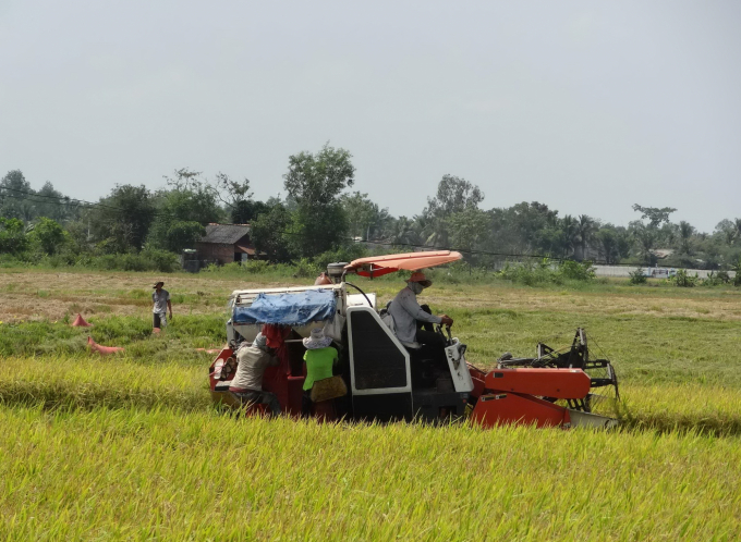 Lũ tháng 8 vẫn ở mức thấp nên hầu như không ảnh hưởng tới sản xuất lúa ở ĐBSCL. Ảnh: Sơn Trang.