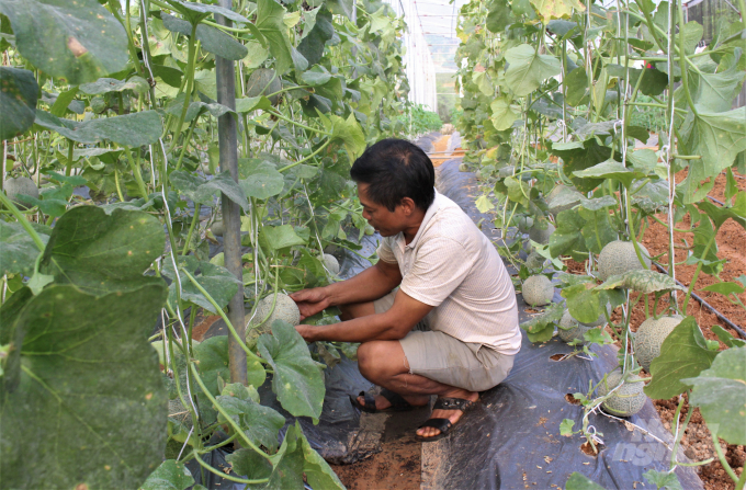 Nhiều mô hình kinh tế nông nghiệp phát huy hiệu quả, nâng cao thu nhập từ chương trình xây dựng nông thôn mới. Ảnh: Lê Hoàn.