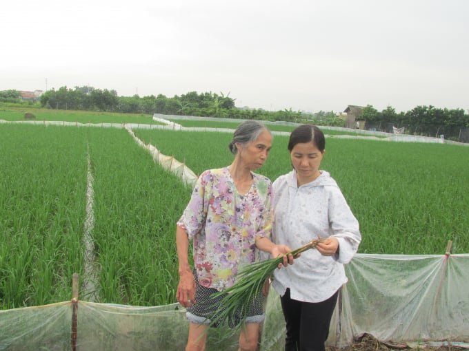 Lúa không bị ngộ độc đen rễ khi được xử lý rơm rạ bằng chế phẩm vi sinh.