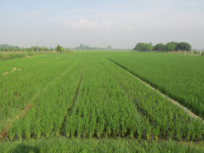 Ruộng lúa được xử lý rơm rạ sau thu hoạch bằng chế phẩm Sumitri (góc phải) và ruộng đối chứng (bên phải).