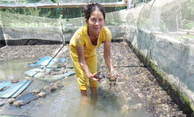 Bà Võ Thị Nở: 'Lứa nuôi này hai hồ cũng được 9-10 tạ ếch thịt, giá bán là 40 ngàn đồng/kg'. Ảnh: N.Tâm.